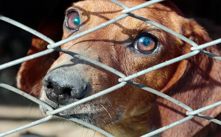 perro-encerrado-en-protectora