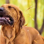 perro estornudando