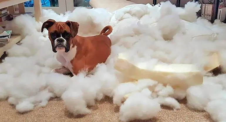 perro-que-ha-destrozado-su-cama
