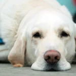 perro tras sufrir un shock