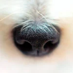 trufa de un perro