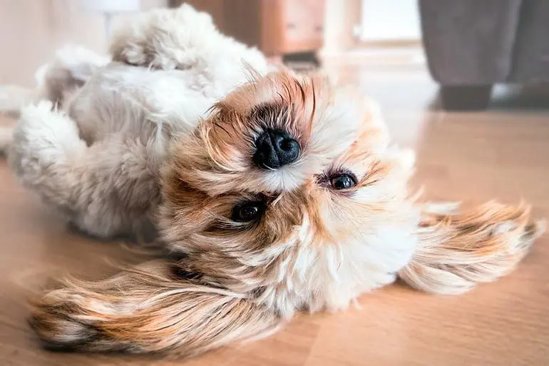 Lhasa-Apso-tumbado-panza-arriba-en-casa