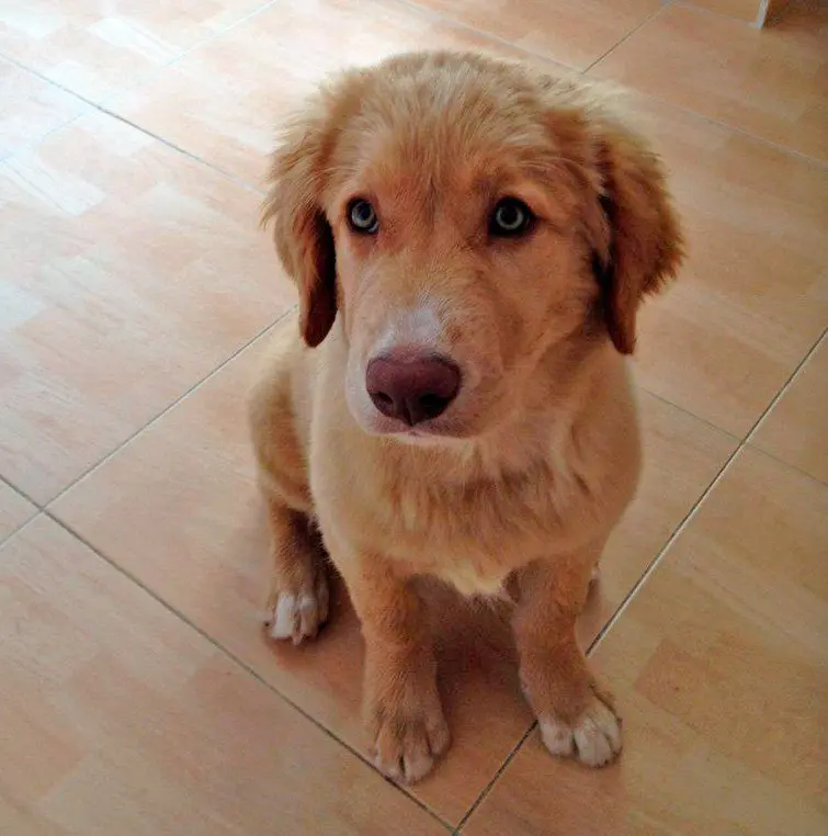cachorro-de-retriever-de-nueva-escocia