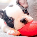 cachorro jugando