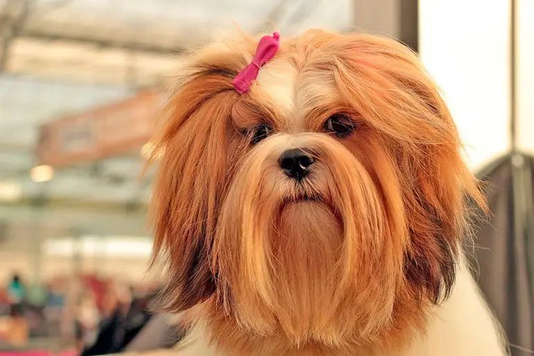 lhasa-apso-peinado-para-un-campeonato-de-belleza