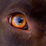 ojo de un perro