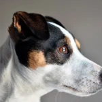 ojo de un perro de raza pequeña