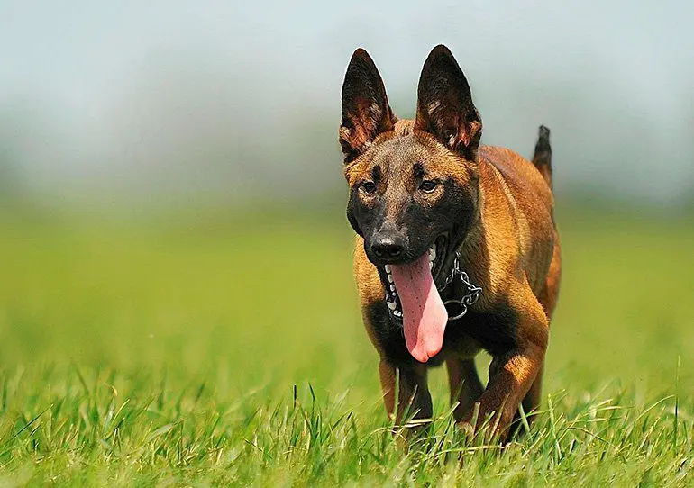 pastor-belga-malinois-paseando-por-el-campo