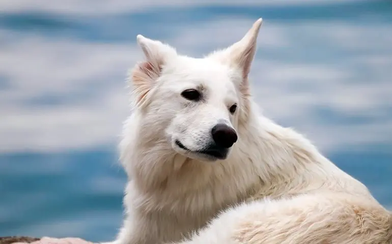 perro-blanco-con-el-pelo-limpio