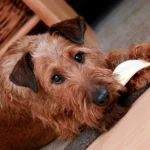 perro comiendo 2