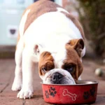 perro comiendo 3