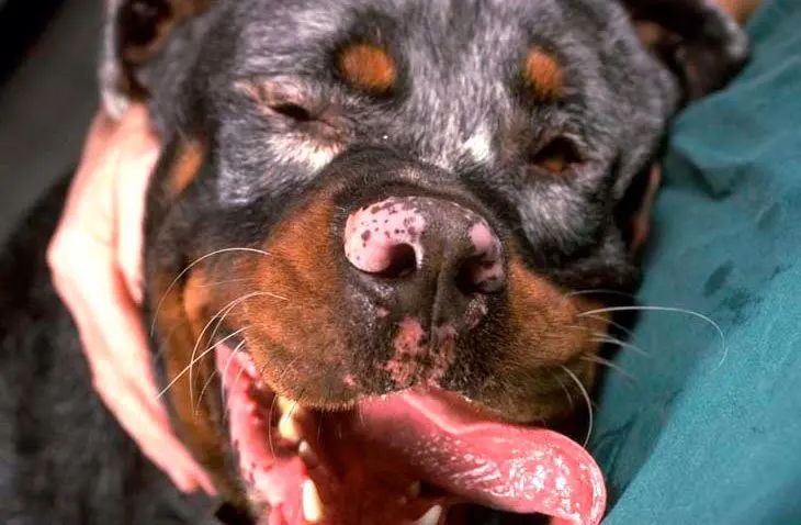 perro-con-zonas-despigmentadas-en-el-hocico