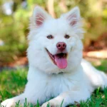 perro de pelo blanco