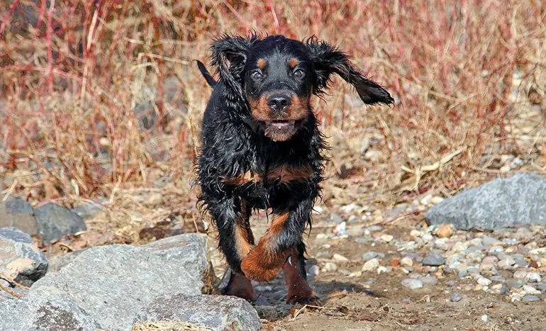 perro-gordon-setter-corriendo