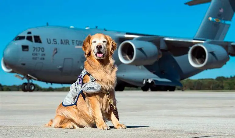 perro-preparado-para-volar