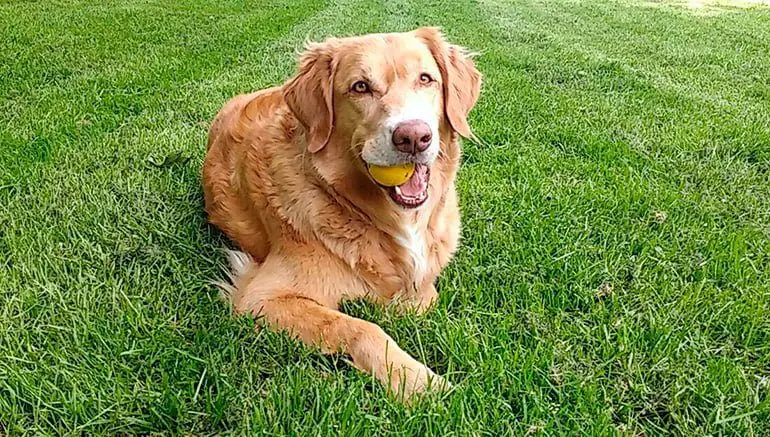 retriever-de-nueva-escocia-jugando-a-la-pelota