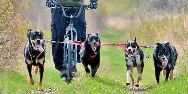 Bikejoring con varios perros