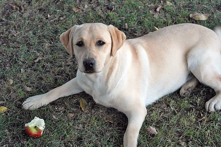 perro-comiendo-una-manzana