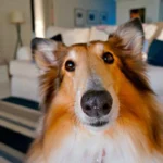 perro solo en casa