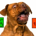 perro sorprendido