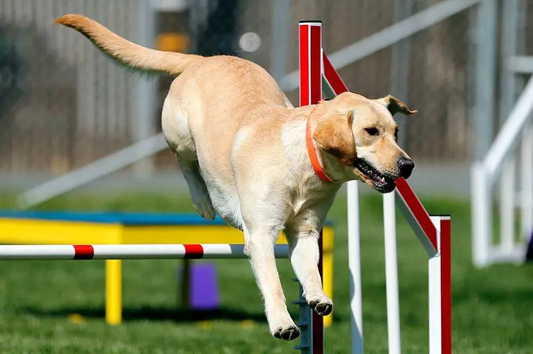 labrador-saltando-en-Agility