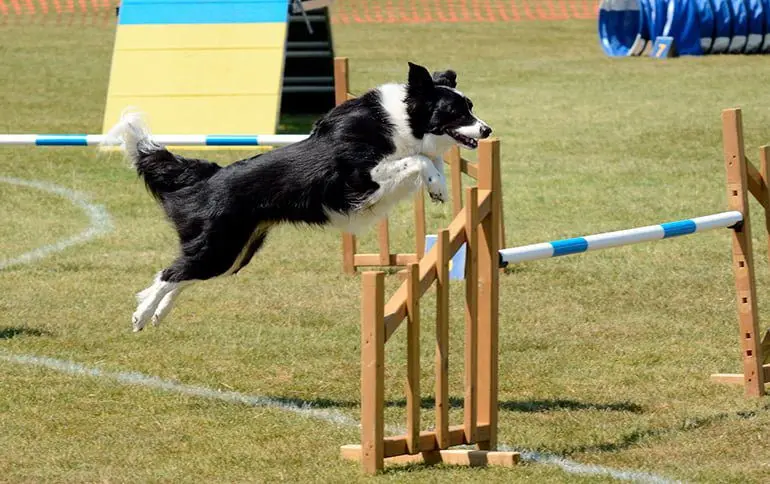 perro-pastor-saltan-obstaculos-en-Agility