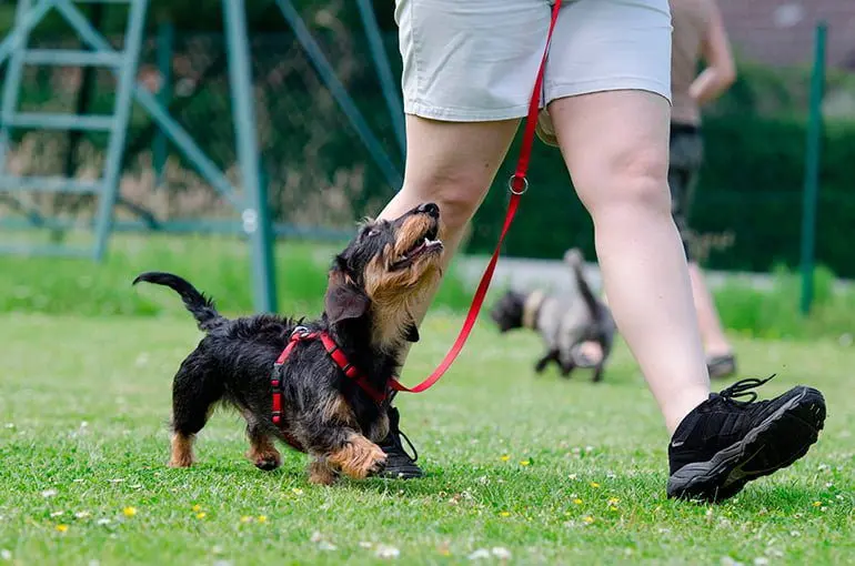 perro-recibiendo-ordenes-de-su-humano