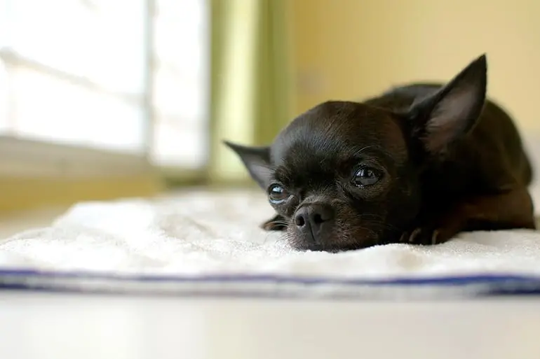 chihuahua-mini