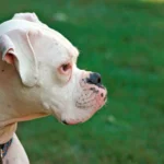 perro bóxer blanco