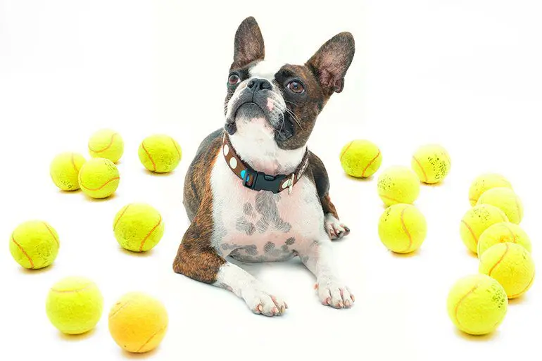 perro-con-pelotas-de-tenis