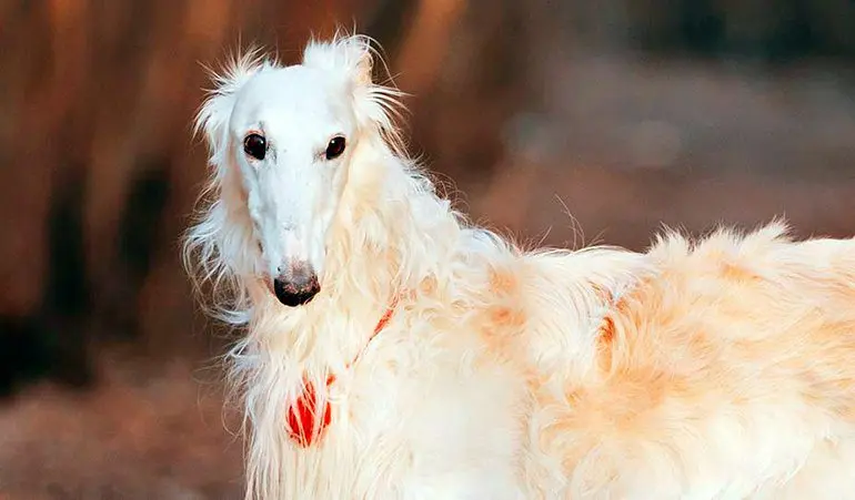 perro-galgo-ruso