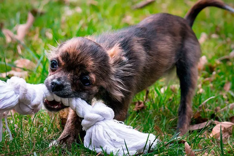 perro-jugando-con-una-cuerda