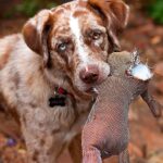 perro masticando un peluche