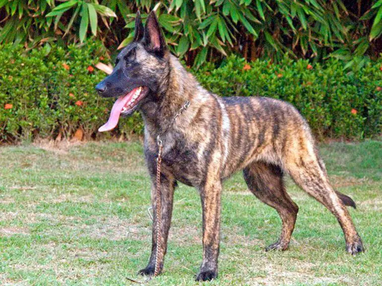 Dutch-Shepherd-Dog