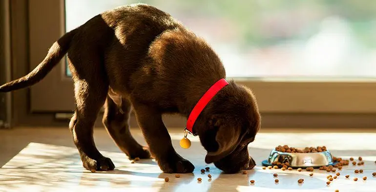 cachorro-comiendo-pienso