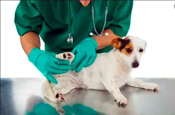 perro-en-analisis-veterinario