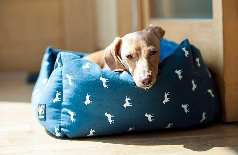 perro-tumbado-en-su-cama-tras-rascarla