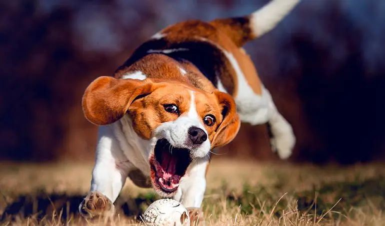 Beagle-Harrier-cogiendo-una-pelota