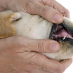 cachorro mostrando sus dientes de leche
