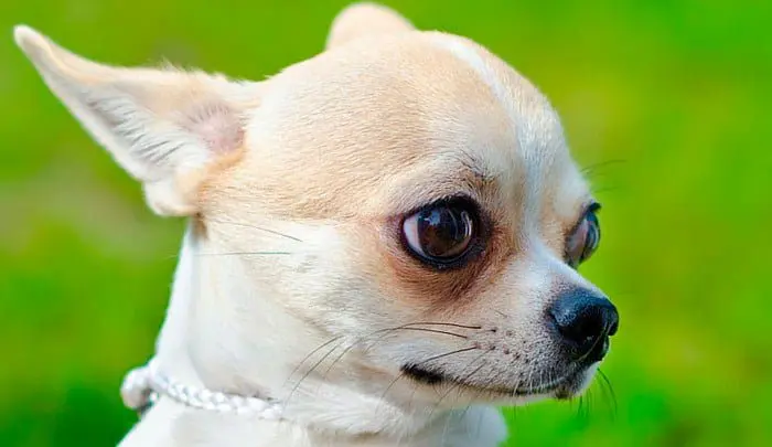 chihuahua-cabeza-de-manzana
