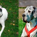 dogo argentino vs gran danés