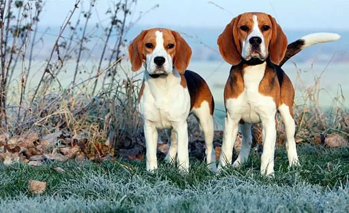 pareja-de-perros-Beagle-Harrier