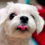 perro con pénfigo