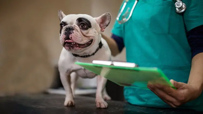 perro-con-penfigo-en-el-veterinario