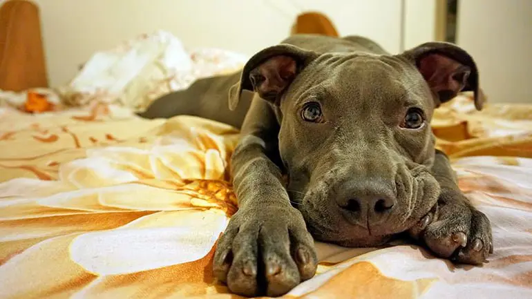 perro-descansando-en-su-cama