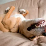 perro durmiendo placenteramente