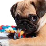 perro pug jugando con un mordedor de cuerda