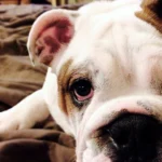 perro con los ojos rojos