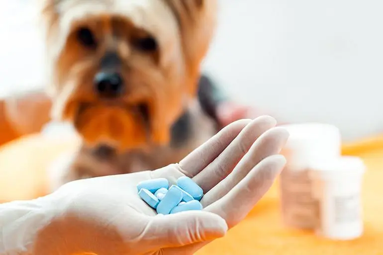 antiestaminicos-para-perros