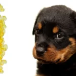 cachorro de perro con omega3